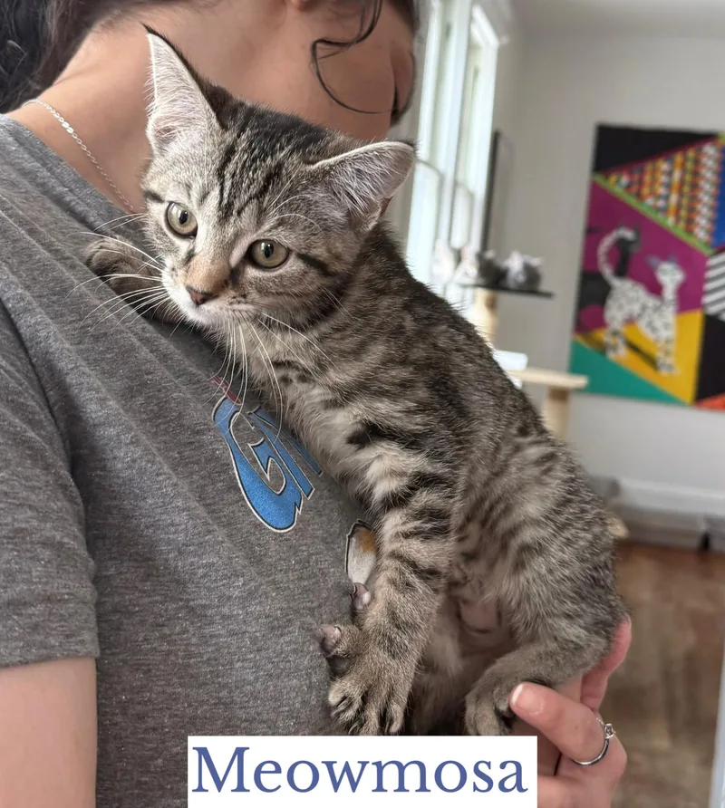 Meowmosa thumbnail 2