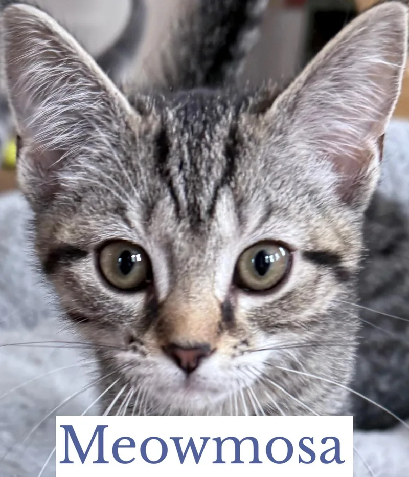 Meowmosa thumbnail 3