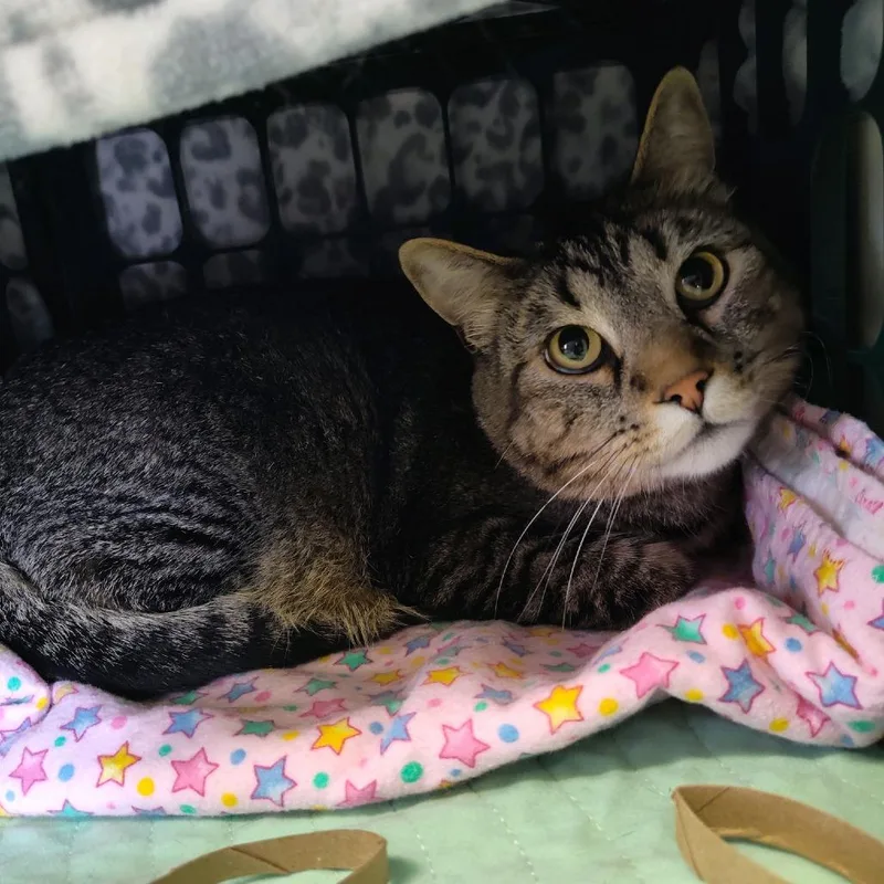 An adult large-sized male Brown / Chocolate Domestic Short Hair cat named George for adoption in Norfolk, NE