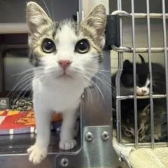 A baby medium-sized female Tabby (Brown / Chocolate) Domestic Short Hair cat named Sprinkler for adoption in Brookings, SD