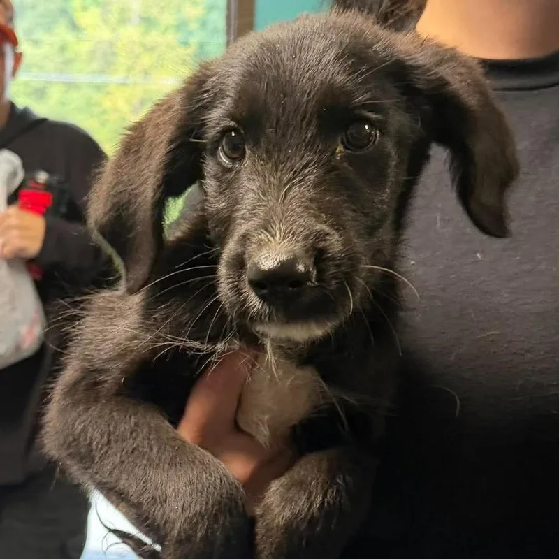 A baby small-sized male Mixed Breed dog named Zavier for adoption in Shinnston, WV