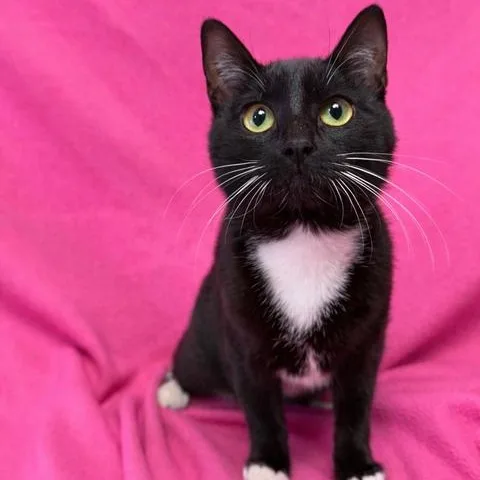A young medium-sized female Black & White / Tuxedo Domestic Short Hair cat named Jasmine for adoption in Valdosta, GA