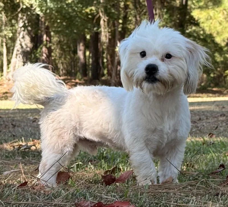 A young small-sized male Shih poo dog named Sergio for adoption in Texarkana, TX