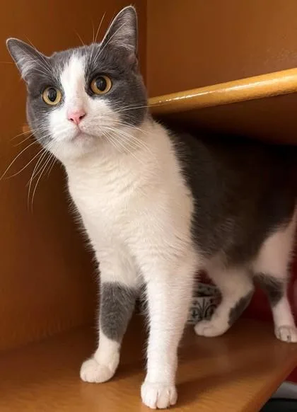 An adult small-sized female Domestic Short Hair cat named Samantha for adoption in Phoenix, AZ