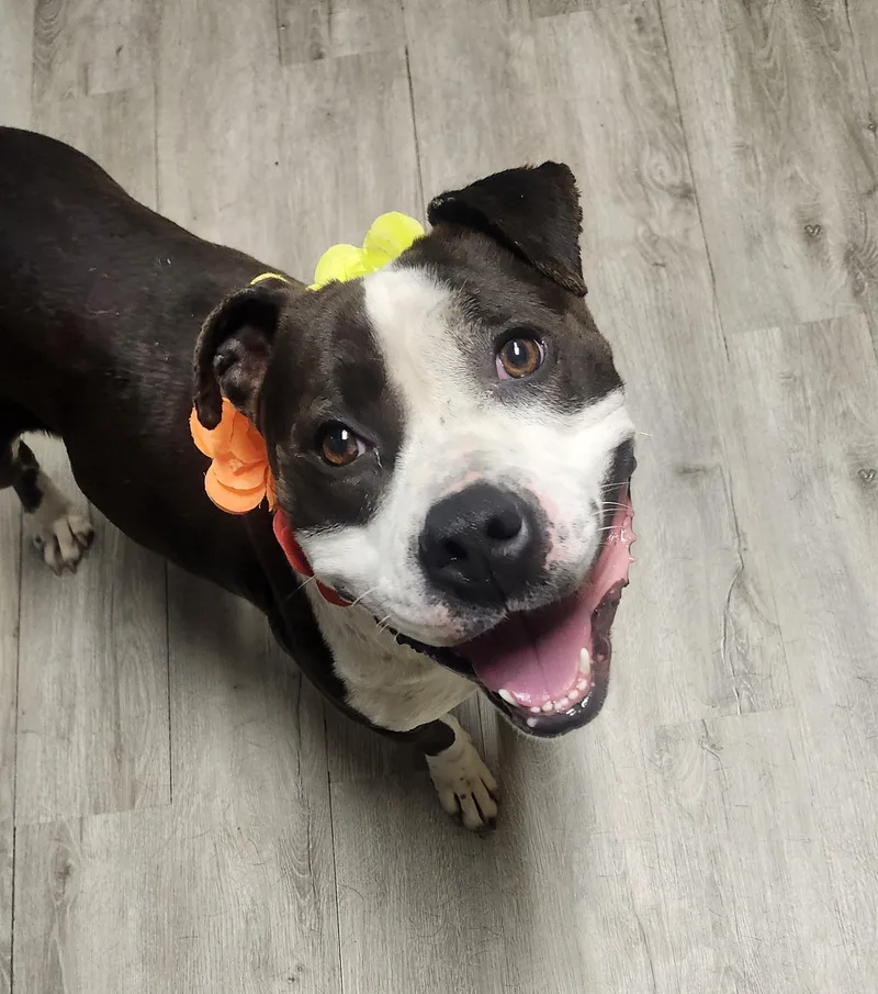 An adult medium-sized female Black Pit Bull Terrier dog named Kimchi for adoption in Mansfield, OH