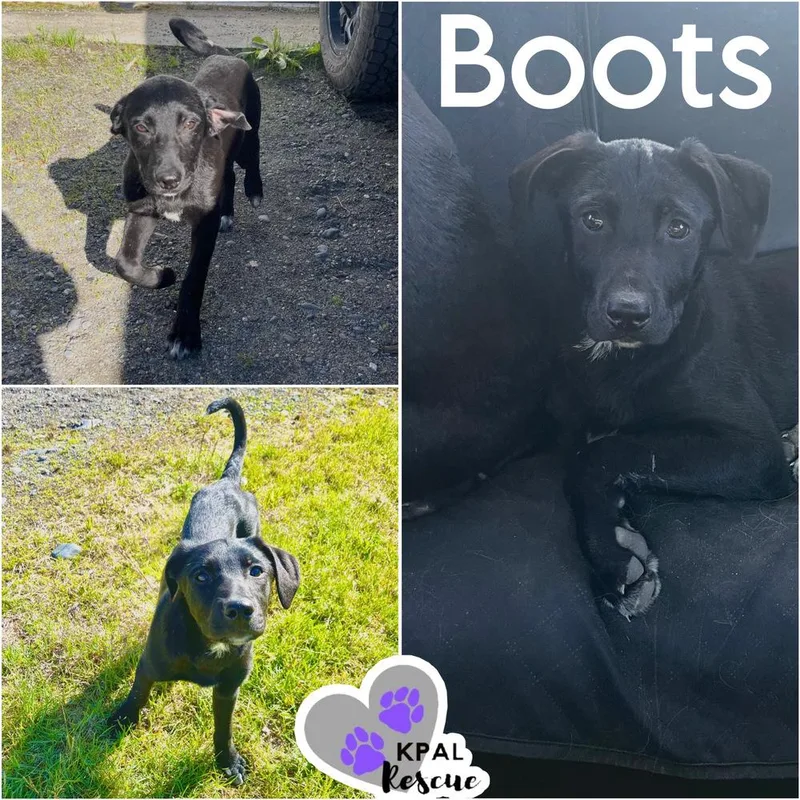 A baby large-sized female Tricolor (Brown, Black, & White) Mixed Breed dog named Boots Yeehaw Litter for adoption in Kenai, AK