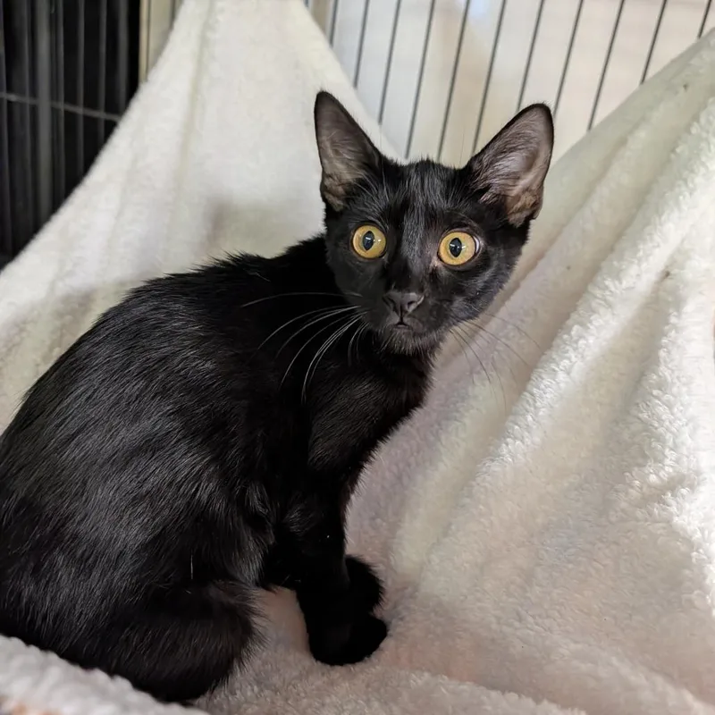 A baby medium-sized female Domestic Short Hair cat named Skillet for adoption in Cape Girardeau, MO