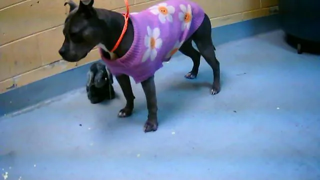 A young large-sized female Pit Bull Terrier dog named Nala for adoption in Tulsa, OK