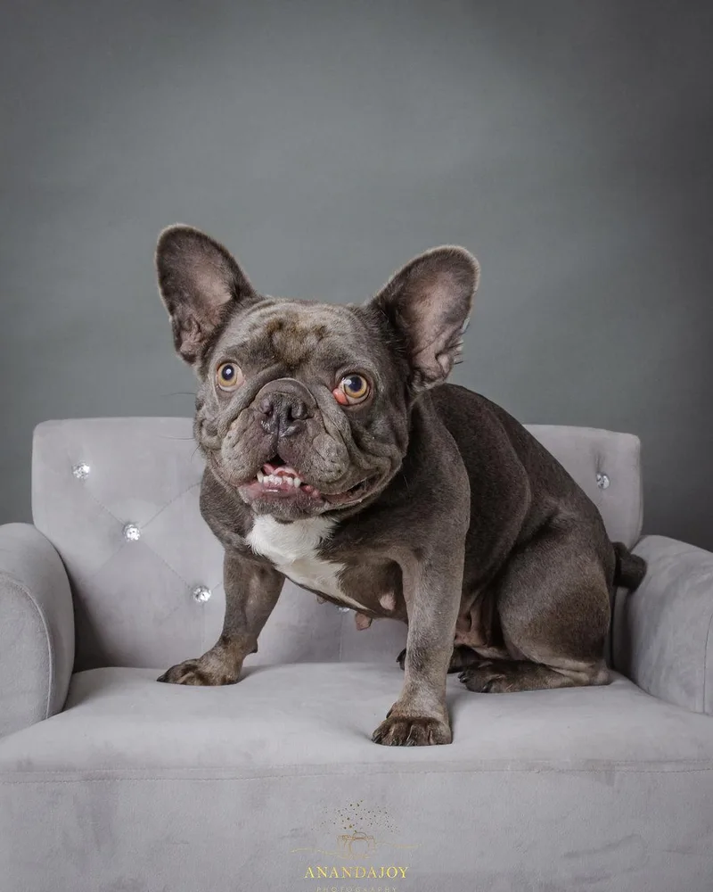 An adult small-sized female Gray / Blue / Silver French Bulldog dog named Ruthie for adoption in Huntsville, TX