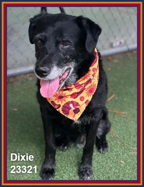 A senior medium-sized female Black Labrador Retriever dog named Dixie for adoption in Marietta, GA
