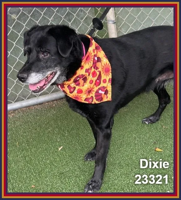 Dixie thumbnail 3