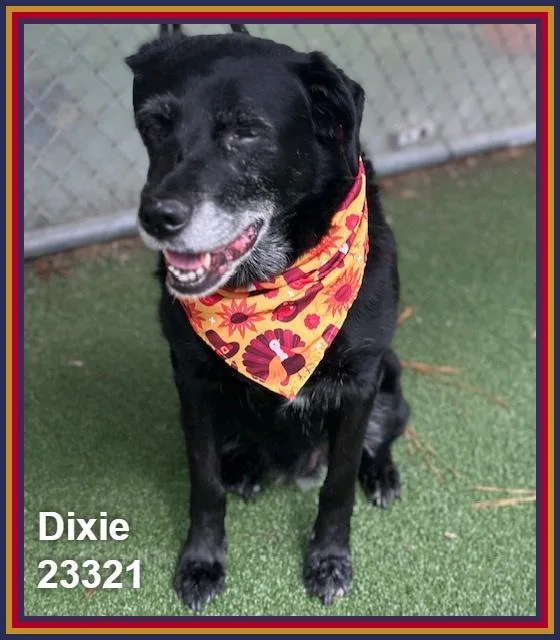 Dixie thumbnail 4