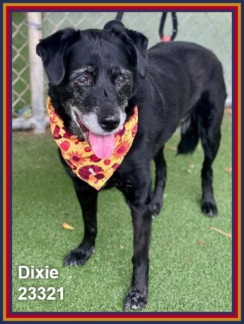 Dixie thumbnail 5