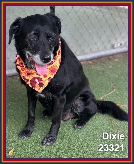 Dixie thumbnail 6