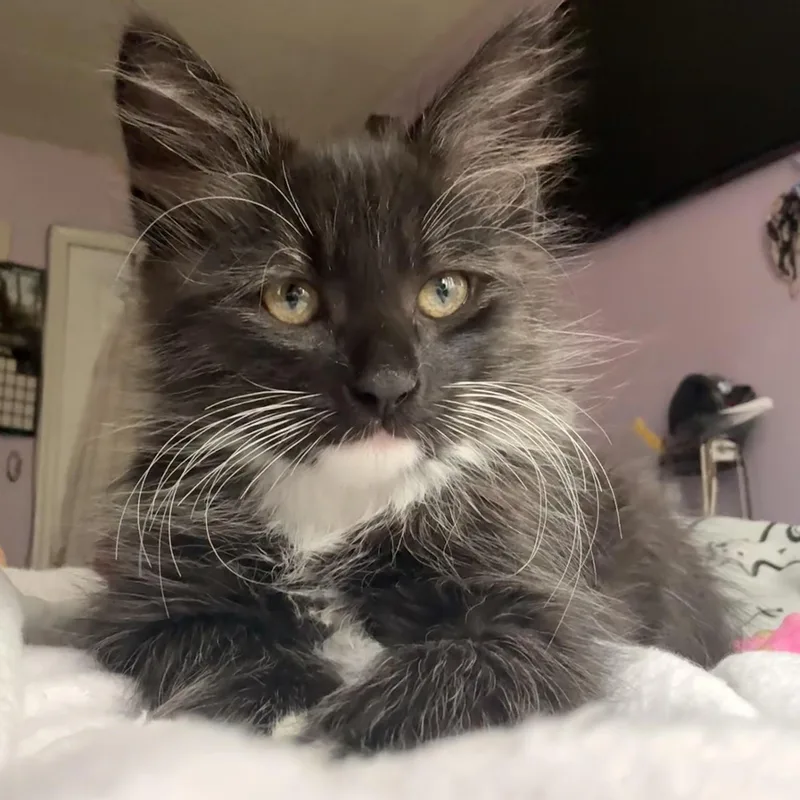 A baby medium-sized male Black & White / Tuxedo Domestic Medium Hair cat named Cedar for adoption in Hyattsville, MD