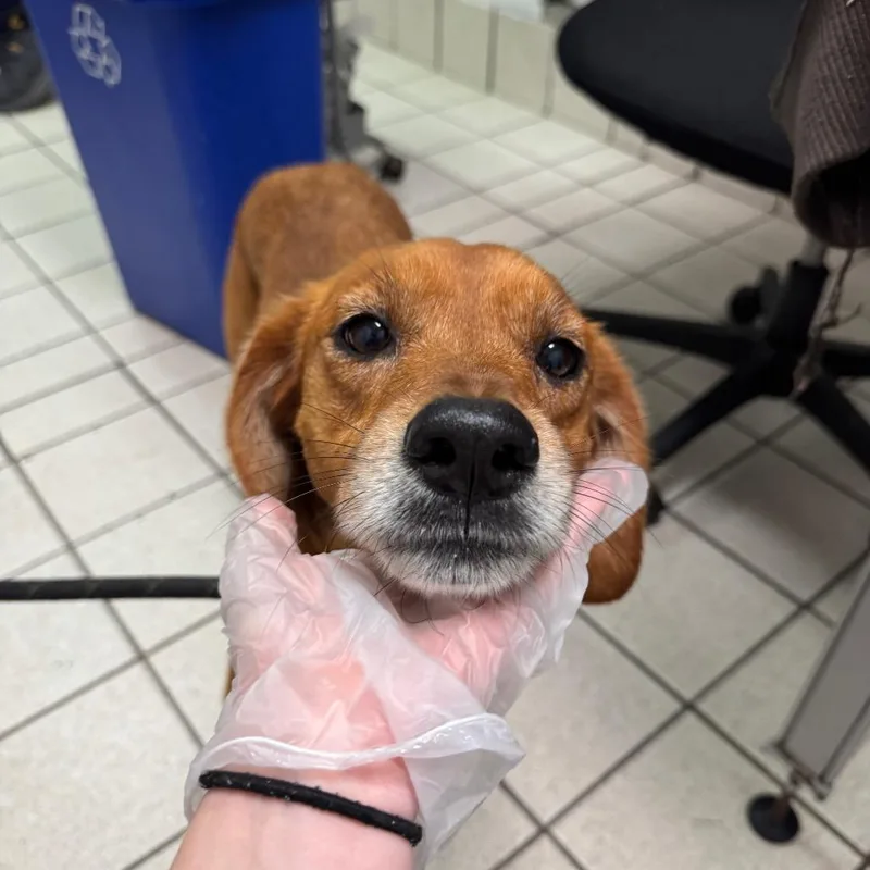An adult medium-sized female Red / Chestnut / Orange Mixed Breed dog named Trinity Aka Tiny for adoption in Charleston, WV