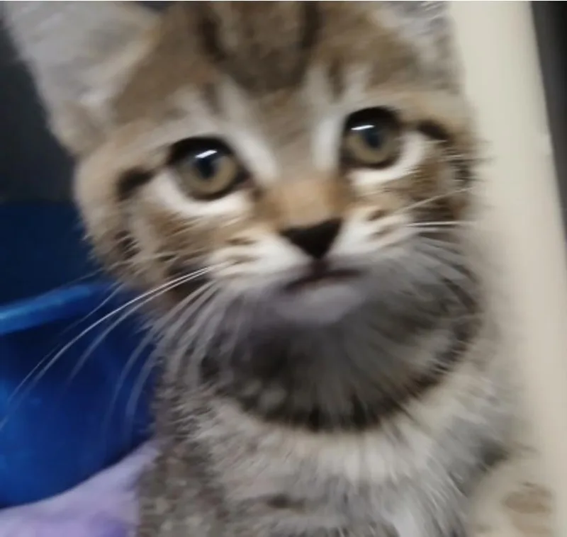 A baby small-sized female Tabby (Gray / Blue / Silver) Domestic Short Hair cat named Sandy Bottom for adoption in Marshall, NC