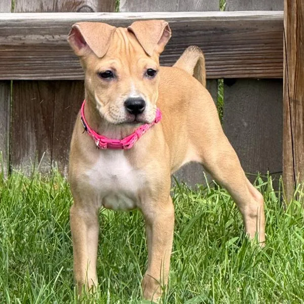 A baby small-sized male Boxer dog named Wendy for adoption in Des Moines, IA