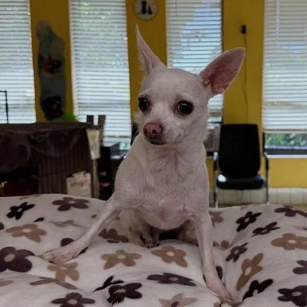 A baby small-sized female Chihuahua dog named Polly for adoption in Boca Raton, FL