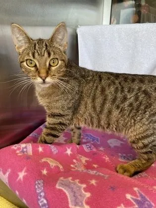 A young medium-sized male Brown / Chocolate Domestic Short Hair cat named Butterfly for adoption in Kansas City, MO