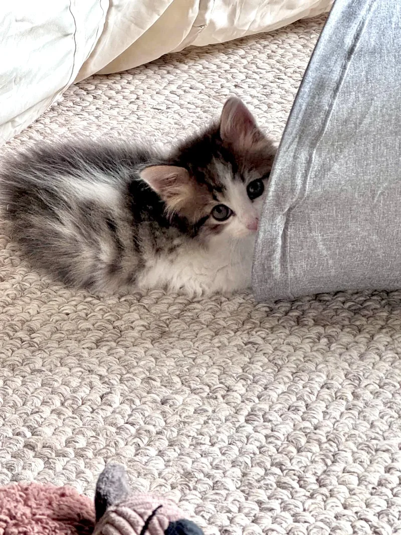 A baby large-sized male Tabby (Brown / Chocolate) Domestic Long Hair cat named Oscar for adoption in Muskego, WI