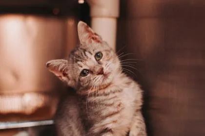 A young small-sized female Domestic Short Hair cat named B Primrose for adoption in North Charleston, SC