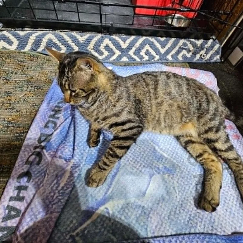 An adult large-sized male Brown / Chocolate Domestic Short Hair cat named Artie for adoption in St. Louis, MO