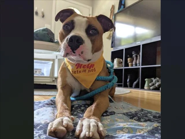 A young medium-sized male Pit Bull Terrier dog named Claythan for adoption in Chapel Hill, NC