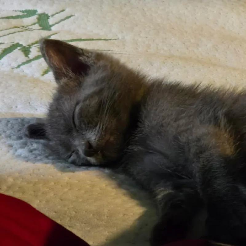A baby small-sized male Gray / Blue / Silver Domestic Short Hair cat named Meatball for adoption in Houston, TX