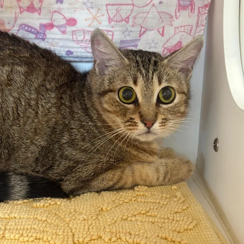 An adult medium-sized female Gray / Blue / Silver Domestic Short Hair cat named Xema for adoption in League City, TX