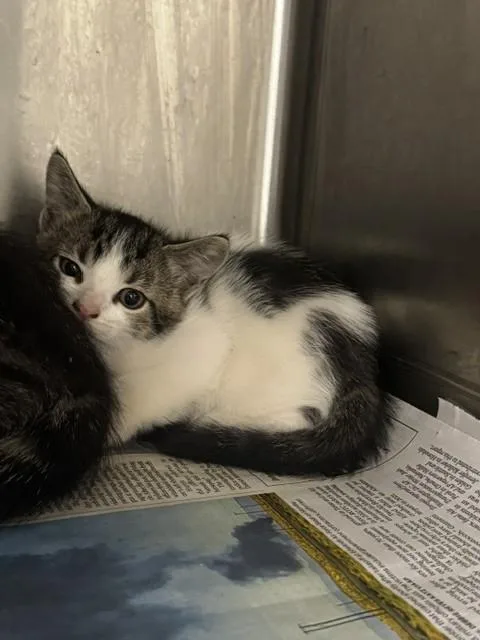 A baby small-sized female Domestic Short Hair cat named Lexi for adoption in Van Nuys, CA
