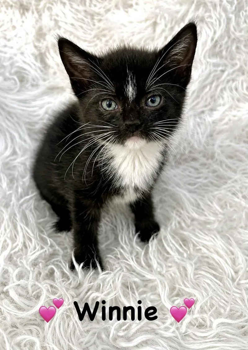 A baby medium-sized female Black & White / Tuxedo Domestic Short Hair cat named Winnie for adoption in Copley, OH