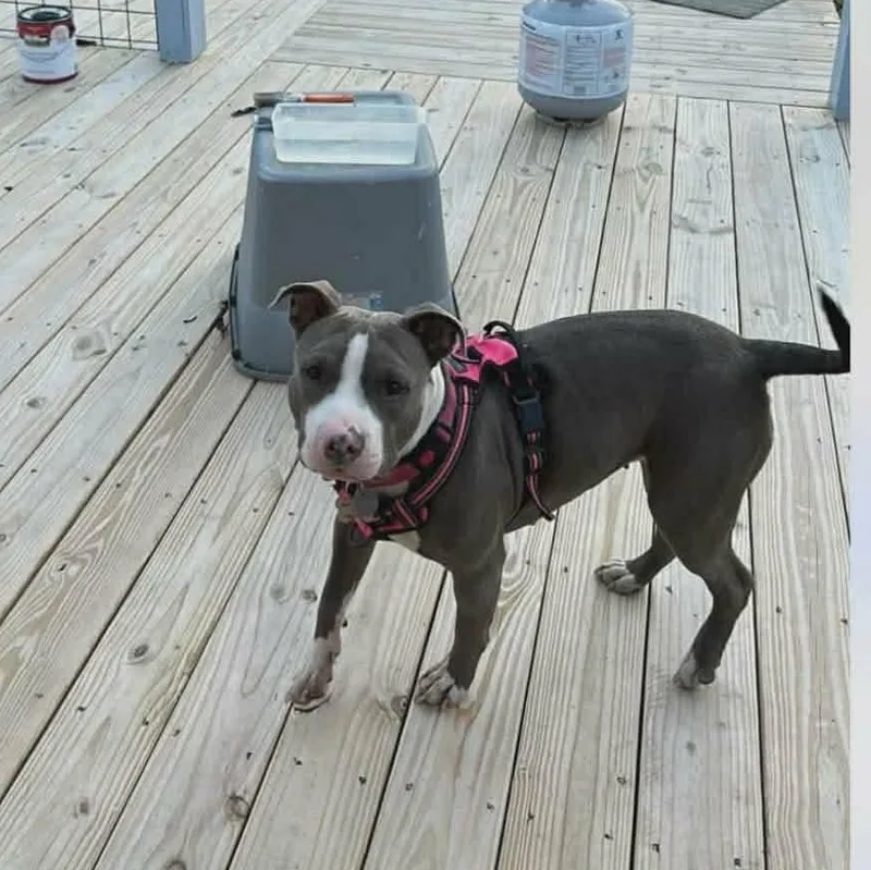An adult medium-sized female Gray / Blue / Silver American Staffordshire Terrier dog named Myrna for adoption in Lakeland, FL