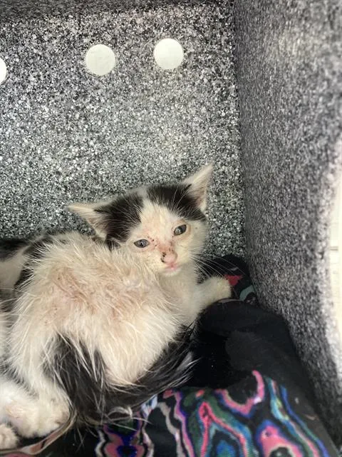 A baby small-sized female Domestic Short Hair cat named Kit for adoption in Dallas, TX