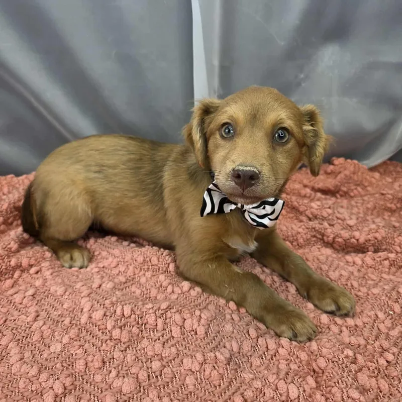 A baby small-sized male Brown / Chocolate Chihuahua dog named Mork for adoption in Foley, AL