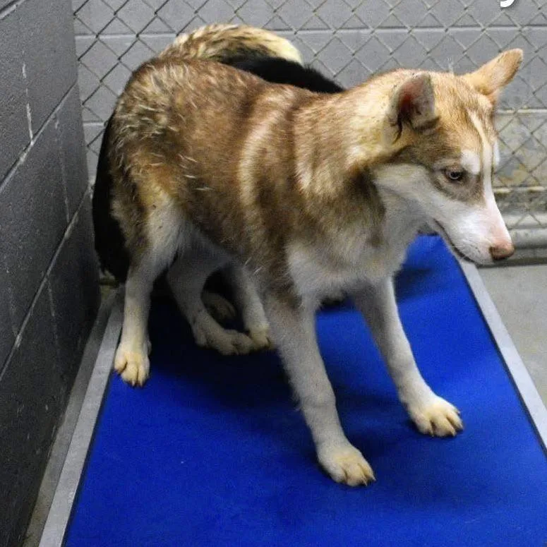 A young small-sized male Brown / Chocolate Husky dog named Jake for adoption in Fairfax Station, VA