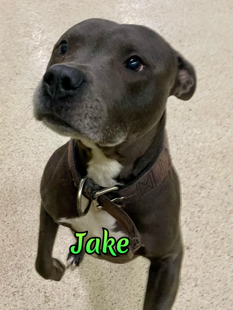 Jake