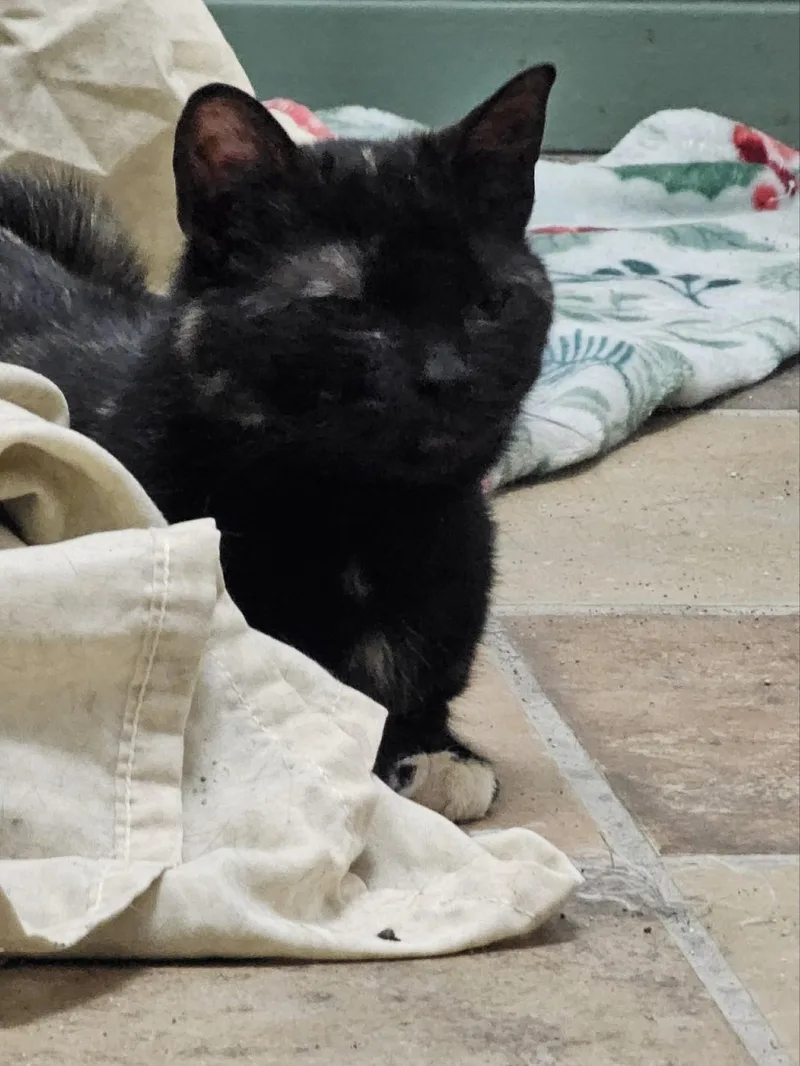 Mae