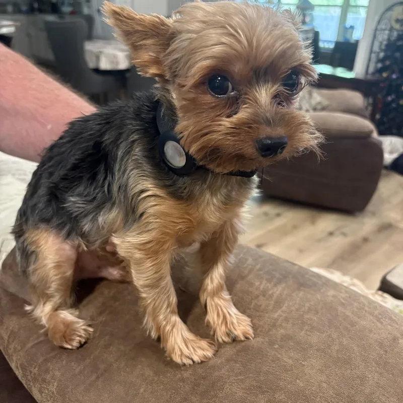 An adult small-sized male Brown / Chocolate Yorkshire Terrier dog named Freddie C for adoption in Oklahoma City, OK