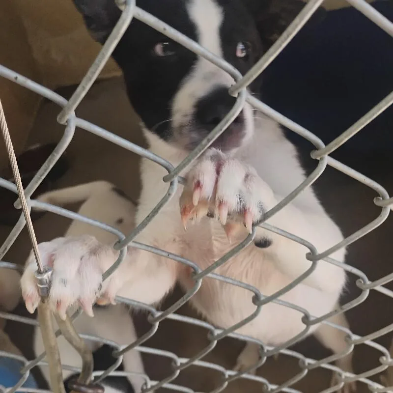A baby medium-sized female Black Border Collie dog named Bubbles for adoption in Paris , TN