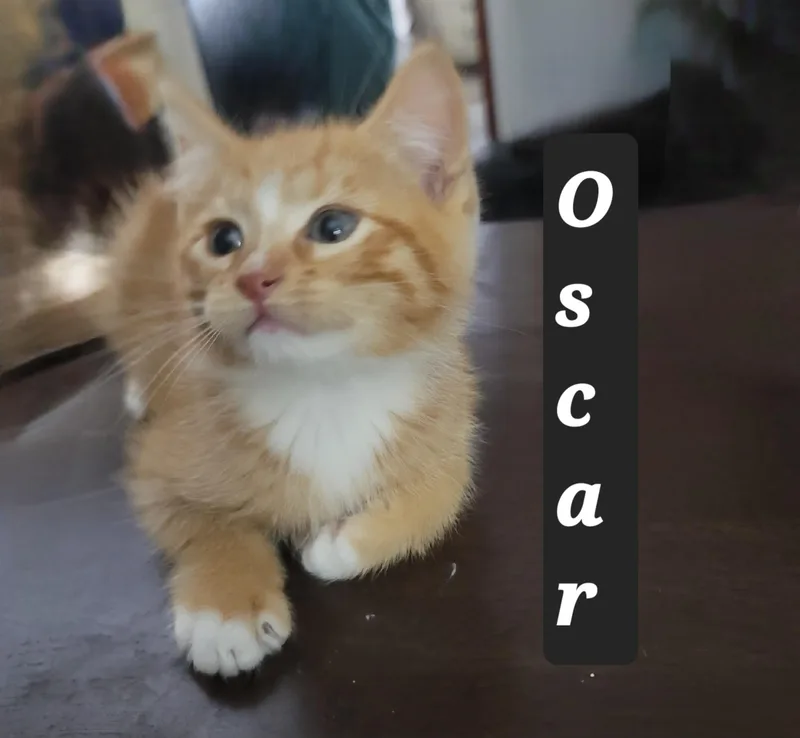 A baby small-sized male American Shorthair cat named Oscar for adoption in Heyburn, ID