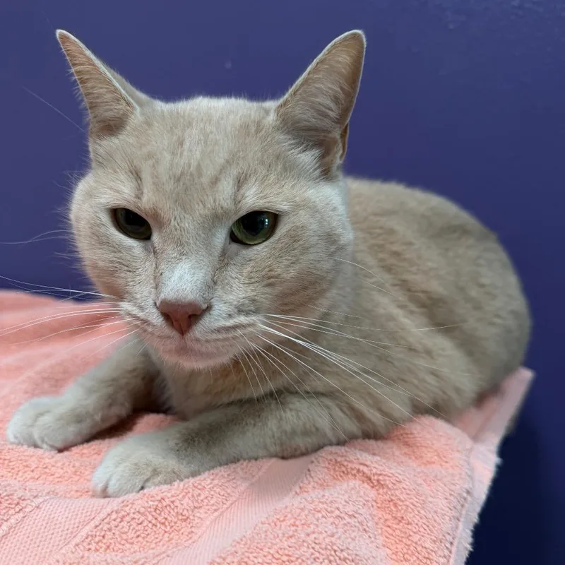 An adult large-sized male Buff / Tan / Fawn Domestic Short Hair cat named Simba for adoption in Englewood, FL