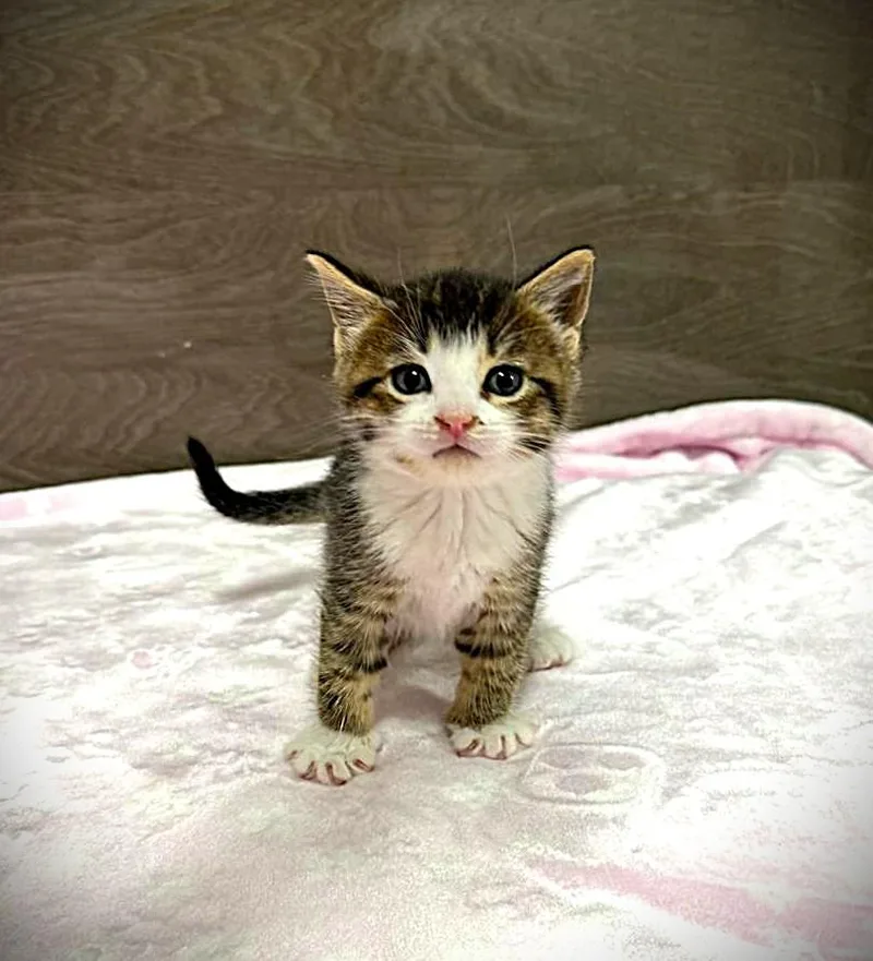A baby medium-sized female Orange / Red Domestic Short Hair cat named Cleo  Penny And for adoption in Brooklyn, NY