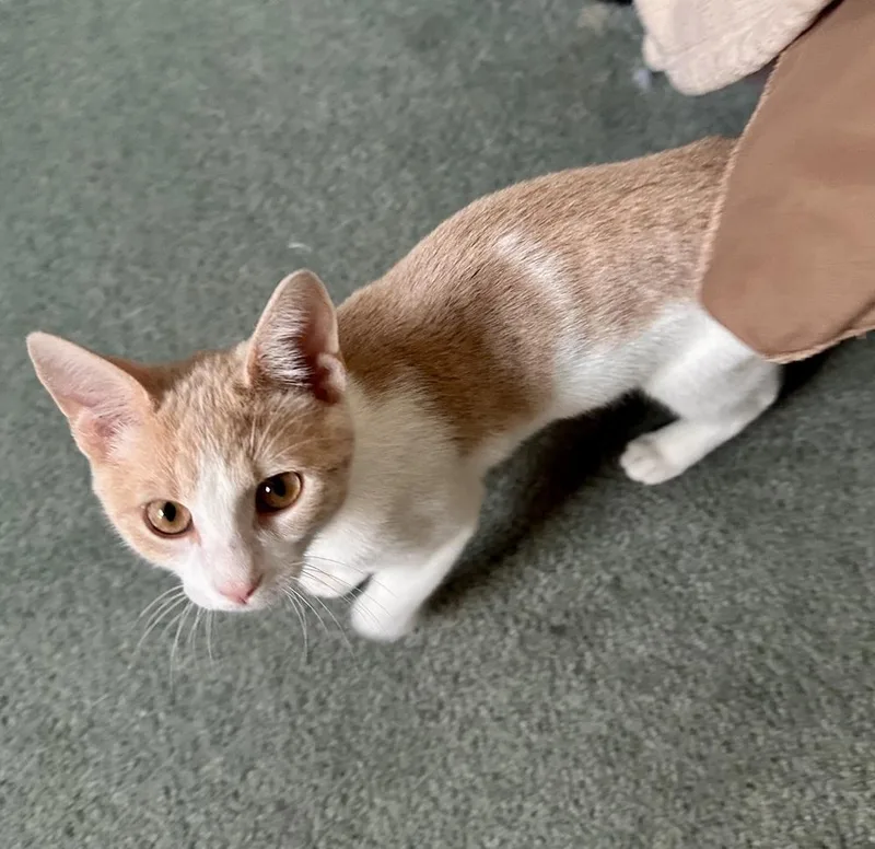 A baby small-sized male Tabby cat named GoT: Jamie Lannister for adoption in Warren, CT