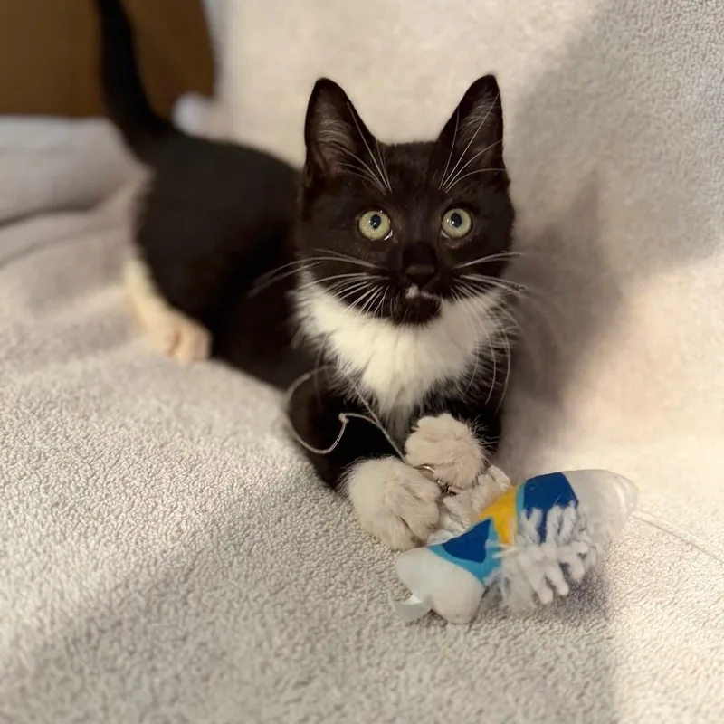 A baby medium-sized male Black & White / Tuxedo Domestic Short Hair cat named Socks for adoption in Staten Island, NY