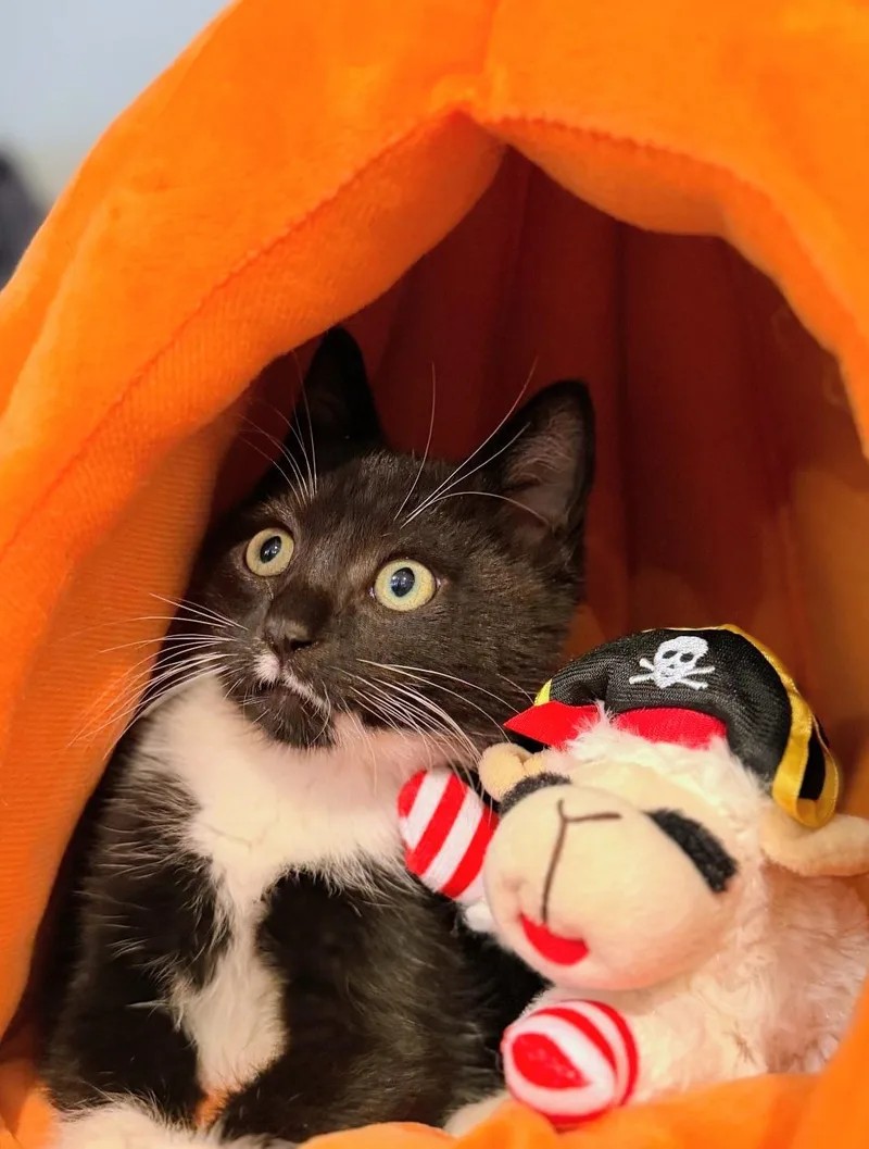 Socks thumbnail 2