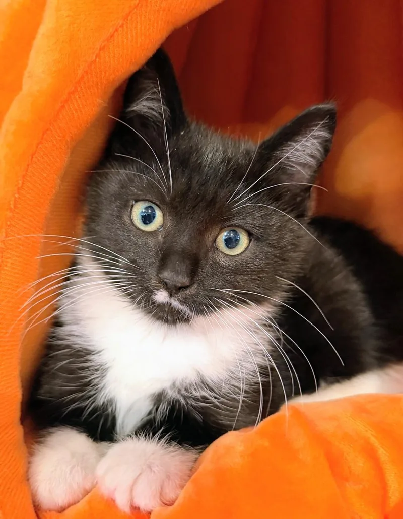 Socks thumbnail 3