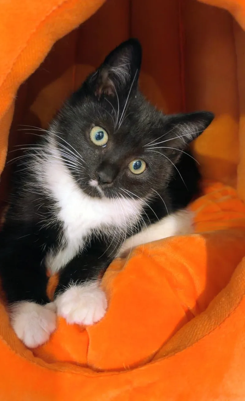 Socks thumbnail 4