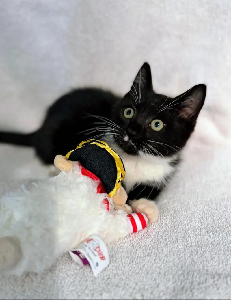 Socks thumbnail 5