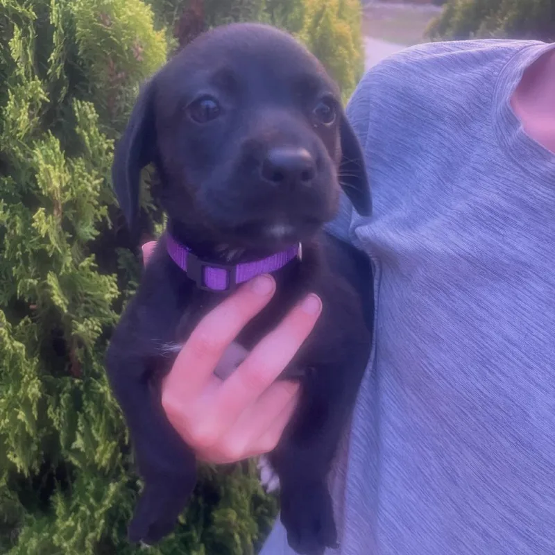 A baby medium-sized male Black Labrador Retriever dog named Kailani for adoption in Escondido, CA